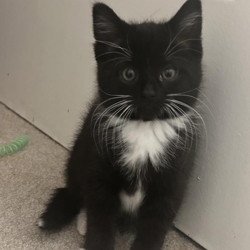 Enlarge Percival (Percy), a Adoptable Domestic Short Hair in Germantown, MD image 3/6