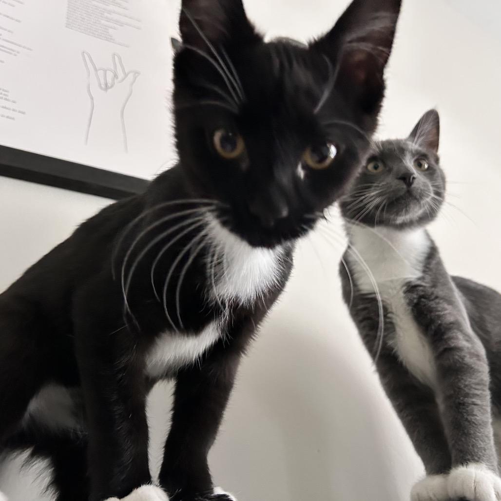 Enlarge Percival (Percy), a Adoptable Domestic Short Hair in Germantown, MD image 1/6