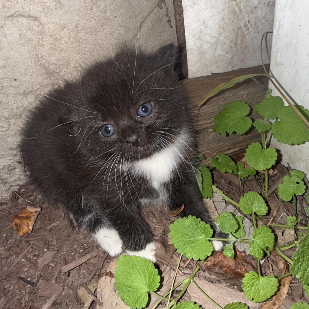 Enlarge Percival (Percy), a Adoptable Domestic Short Hair in Germantown, MD image 4/6