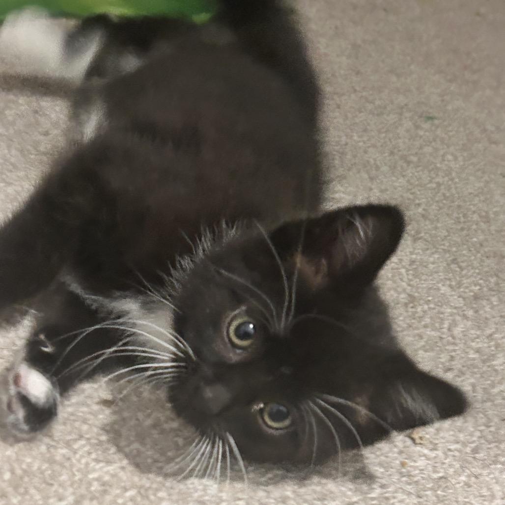 Enlarge Percival (Percy), a Adoptable Domestic Short Hair in Germantown, MD image 5/6