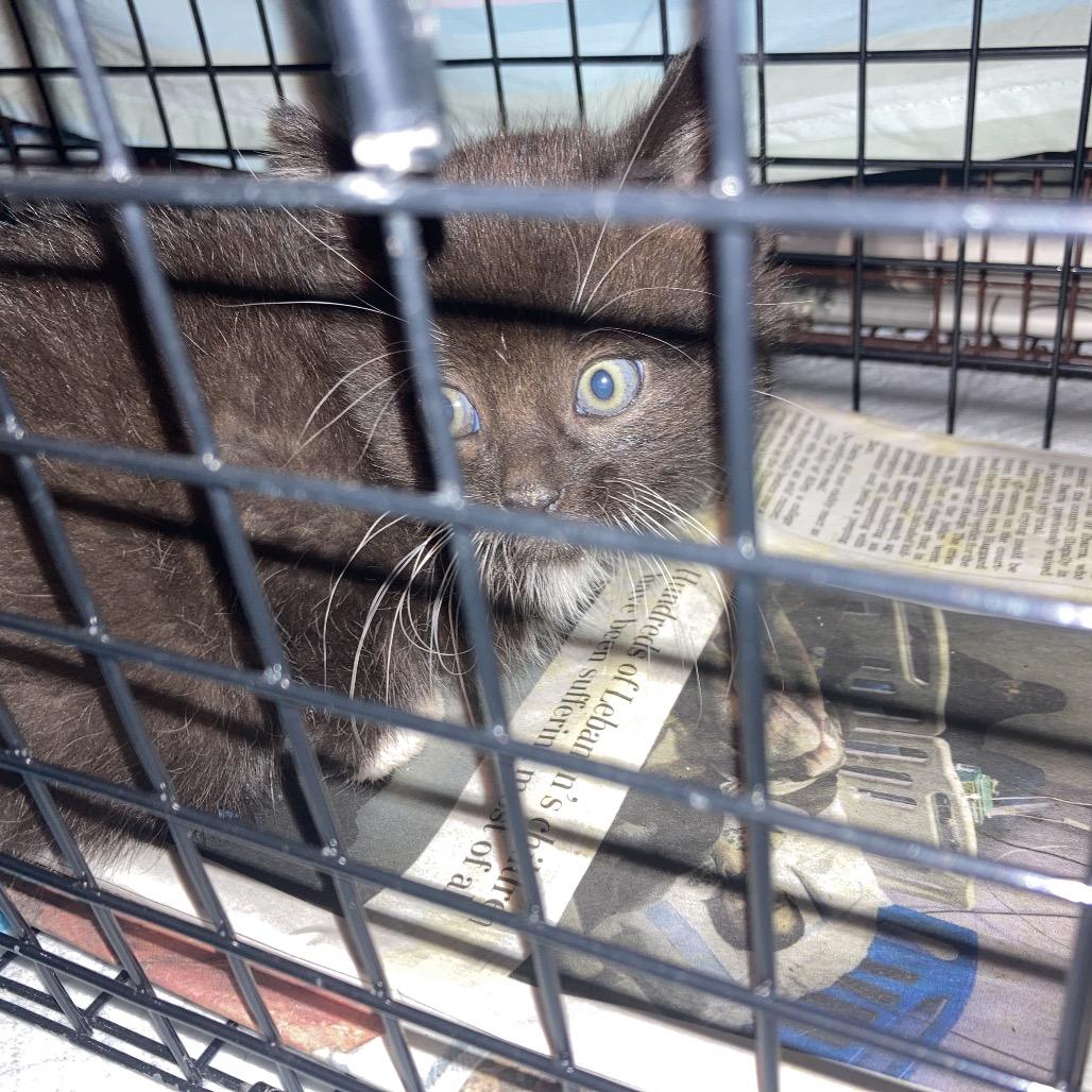 Enlarge Percival (Percy), a Adoptable Domestic Short Hair in Germantown, MD image 2/6