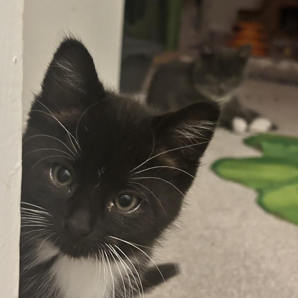 Enlarge Percival (Percy), a Adoptable Domestic Short Hair in Germantown, MD image 6/6