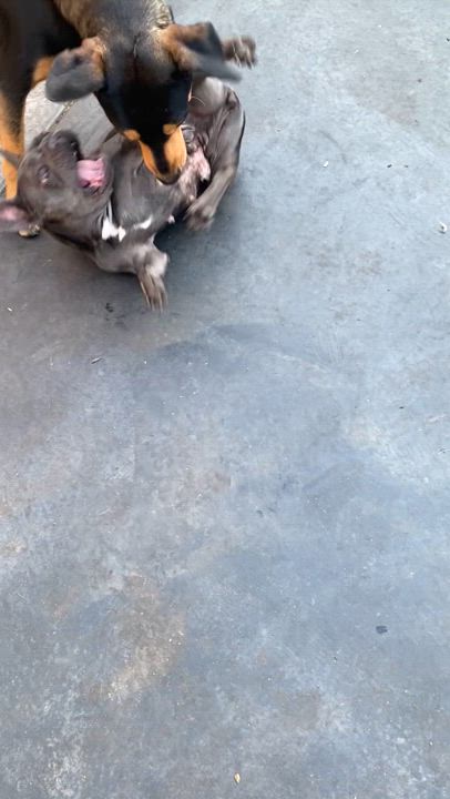 Enlarge Lily, a Adoptable Doberman Pinscher in Century City, CA video 2/2