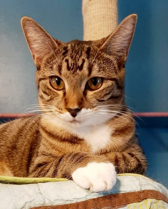 Bootsy, a Adoptable Domestic Short Hair in Deerfield Beach, FL image 1/12