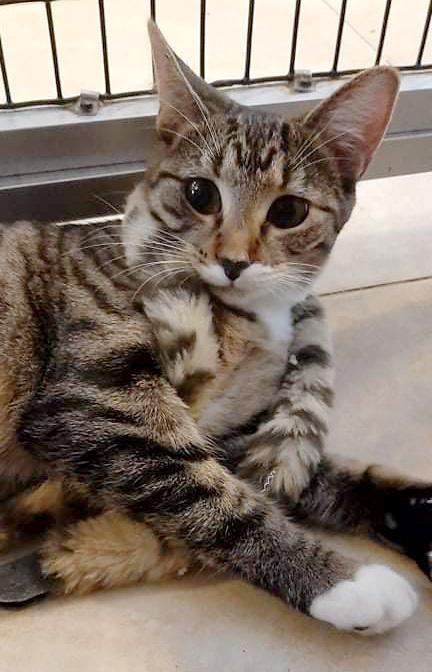 Bootsy, a Adoptable Domestic Short Hair in Deerfield Beach, FL image 2/12