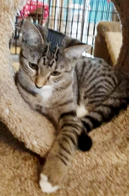 Bootsy, a Adoptable Domestic Short Hair in Deerfield Beach, FL image 3/12