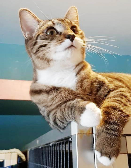 Bootsy, a Adoptable Domestic Short Hair in Deerfield Beach, FL image 4/12