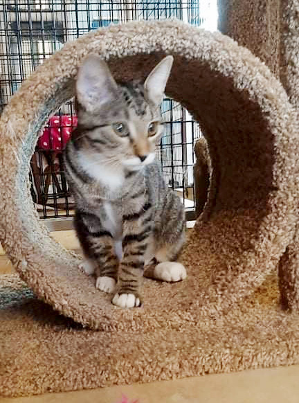 Bootsy, a Adoptable Domestic Short Hair in Deerfield Beach, FL image 5/12