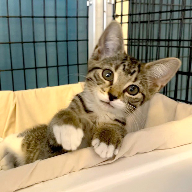 Bootsy, a Adoptable Domestic Short Hair in Deerfield Beach, FL image 6/12