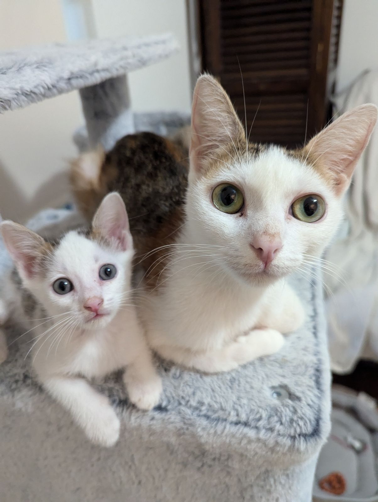 Enlarge Cinnamon, a Adopted Dilute Calico in South Daytona, FL image 3/3