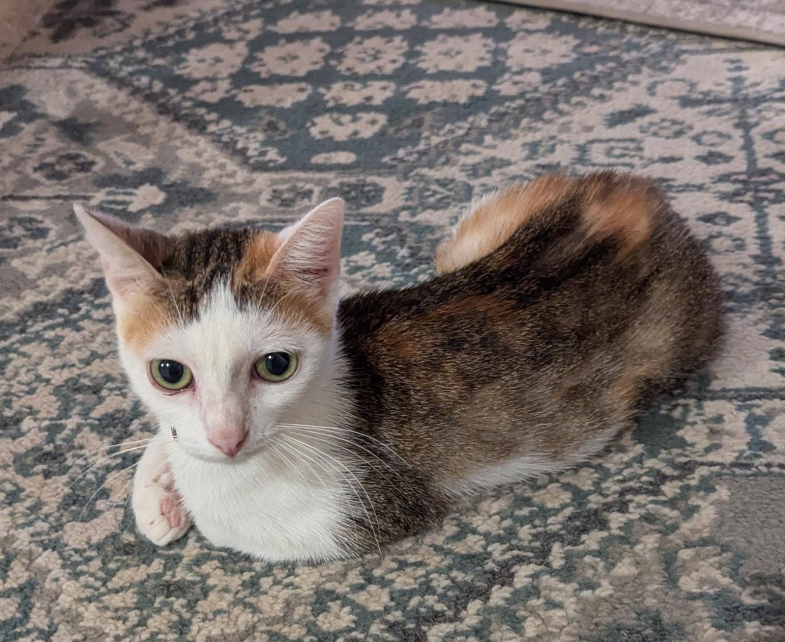 Enlarge Cinnamon, a Adopted Dilute Calico in South Daytona, FL image 2/3