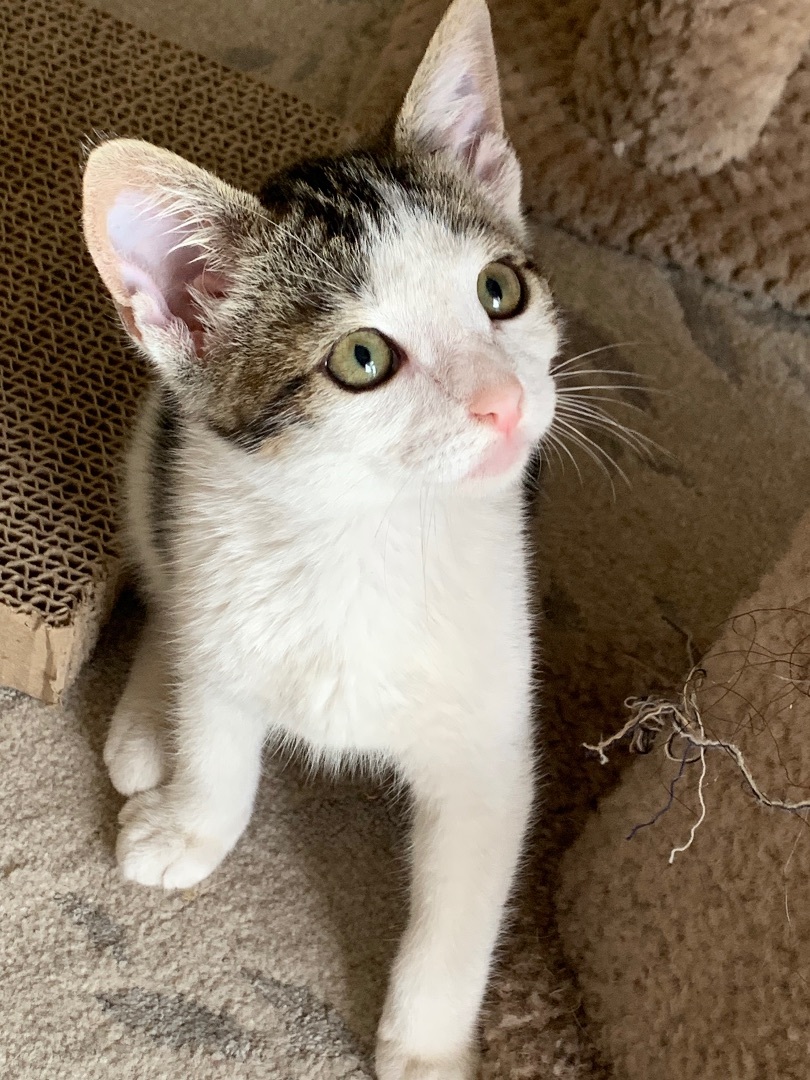 Guz, Adopted, Kitten Male American Shorthair & Domestic Short Hair.