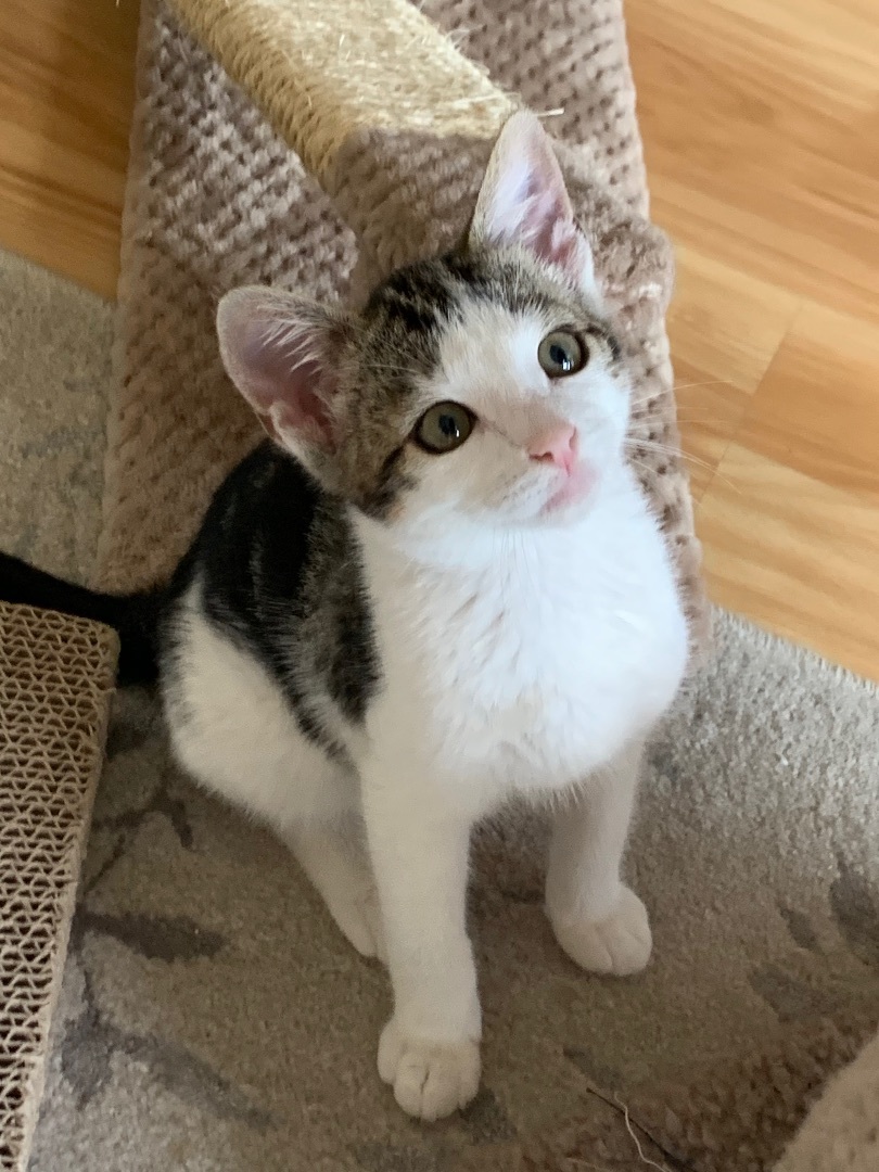 Enlarge Guz, a Adopted mixed breed in San Rafael, CA image 2/12