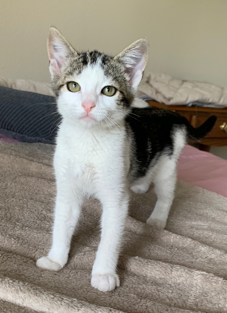 Enlarge Guz, a Adopted mixed breed in San Rafael, CA image 3/12