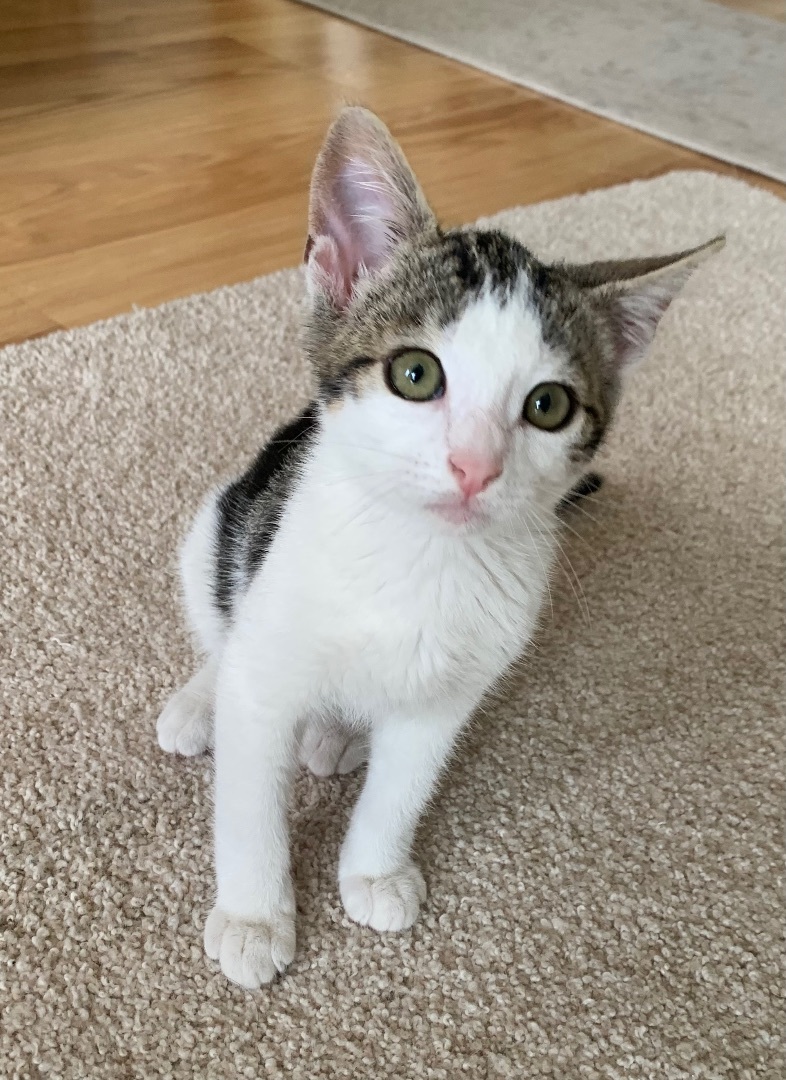 Enlarge Guz, a Adopted mixed breed in San Rafael, CA image 4/12