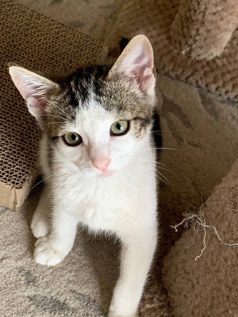 Enlarge Guz, a Adopted mixed breed in San Rafael, CA image 6/12