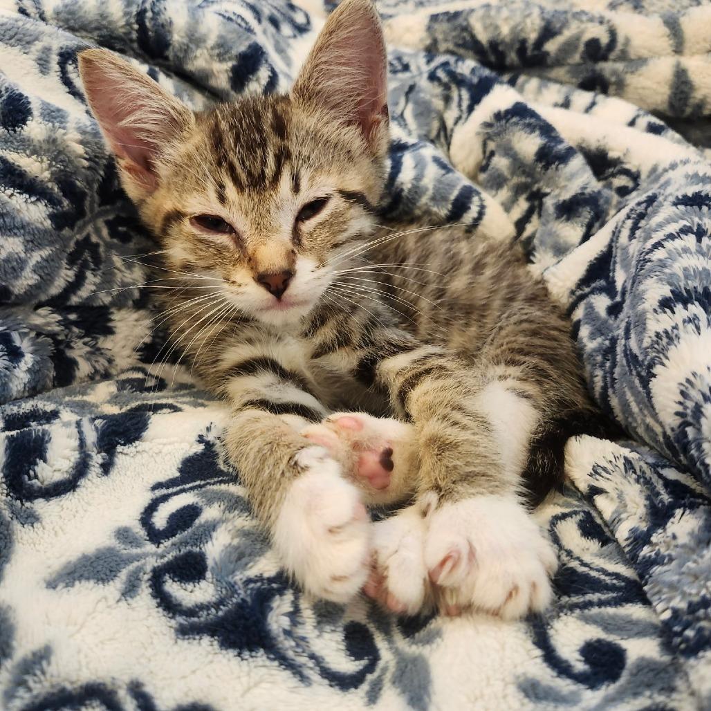 Sam, Adopted, Kitten Male Domestic Short Hair.