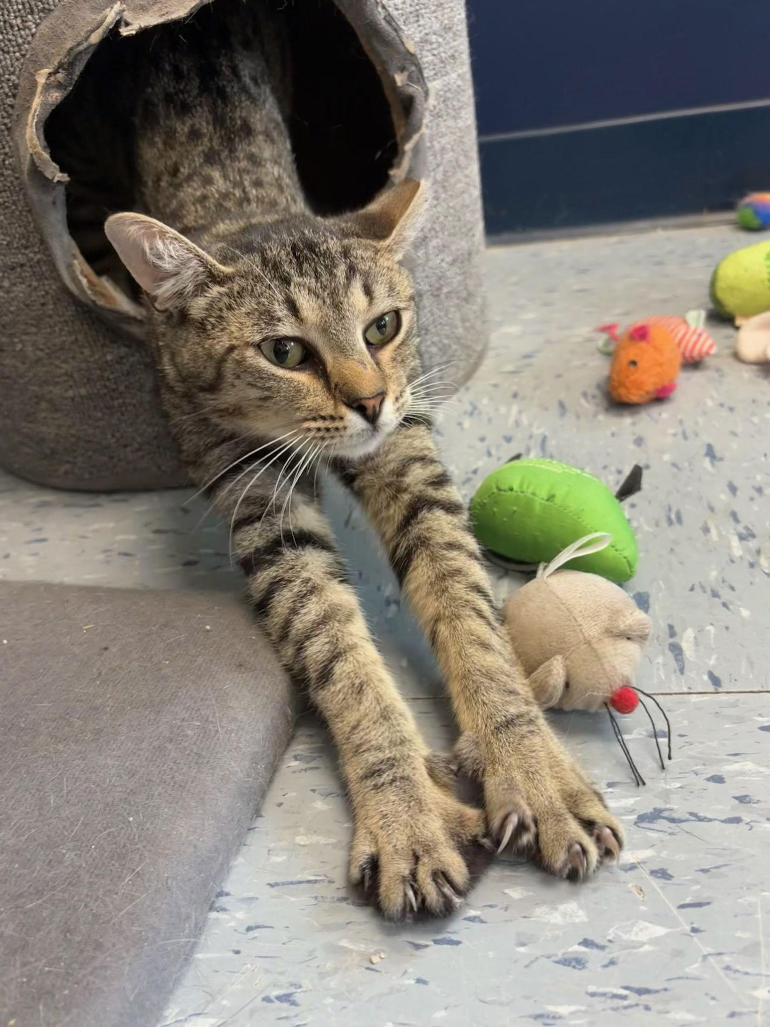 Tiger, a Adoptable Tabby in Hopewell, VA image 2/2