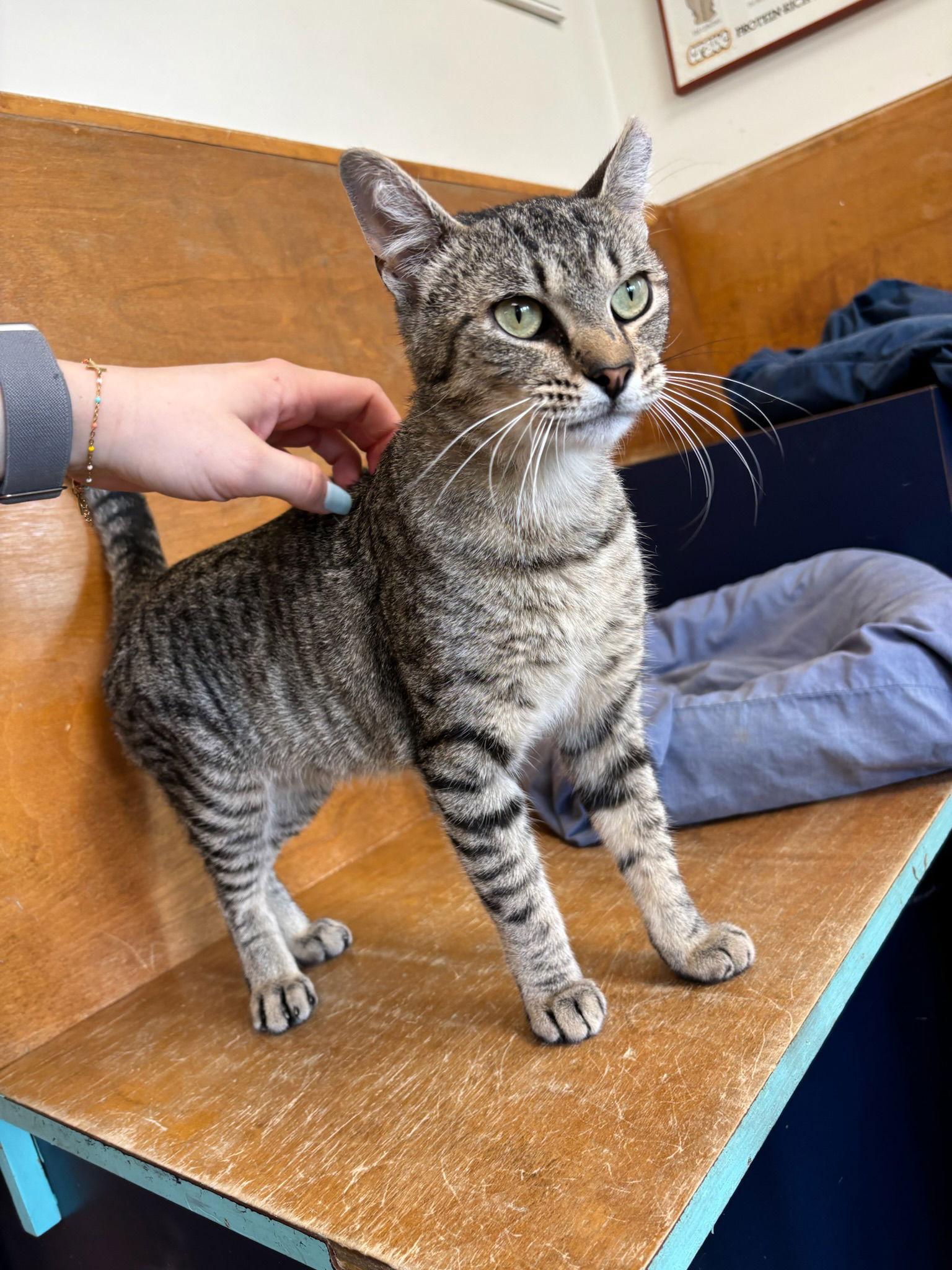 Tiger, a Adoptable Tabby in Hopewell, VA image 1/2