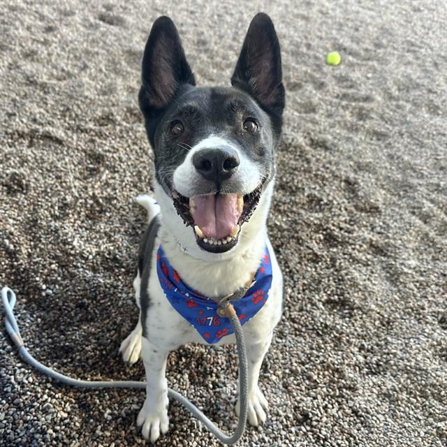 LEWIS, Adoptable, Adult Male Akita & Husky.