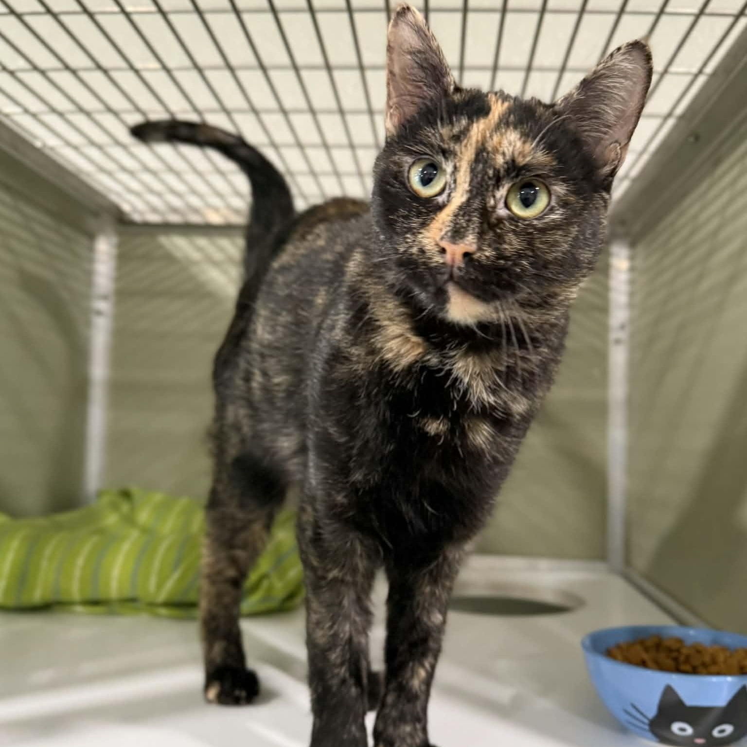 Mosaic, adopted, Young Female Domestic Short Hair & Tortoiseshell.
