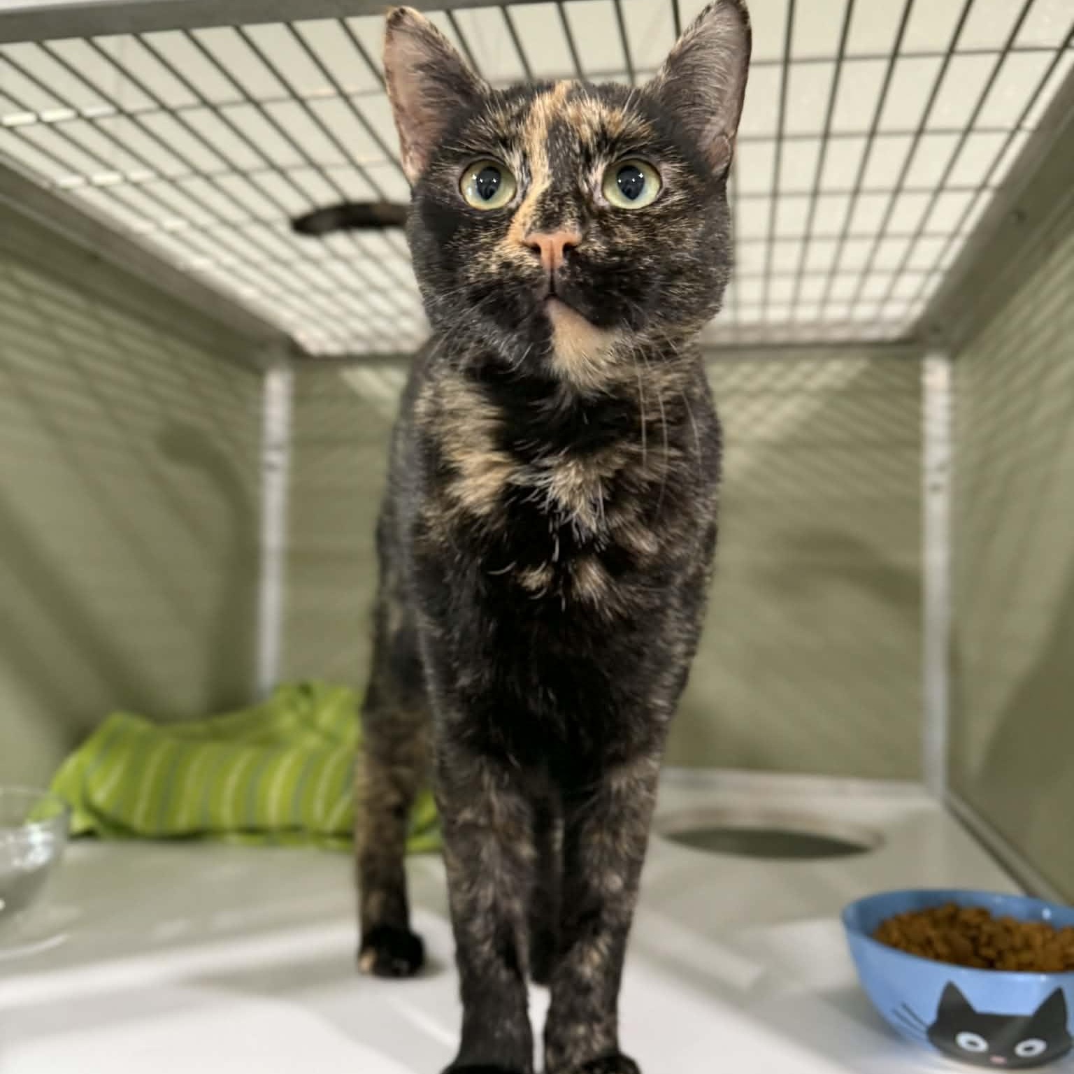 Enlarge Mosaic, an adopted mixed breed in Penn Yan, NY image 6/6