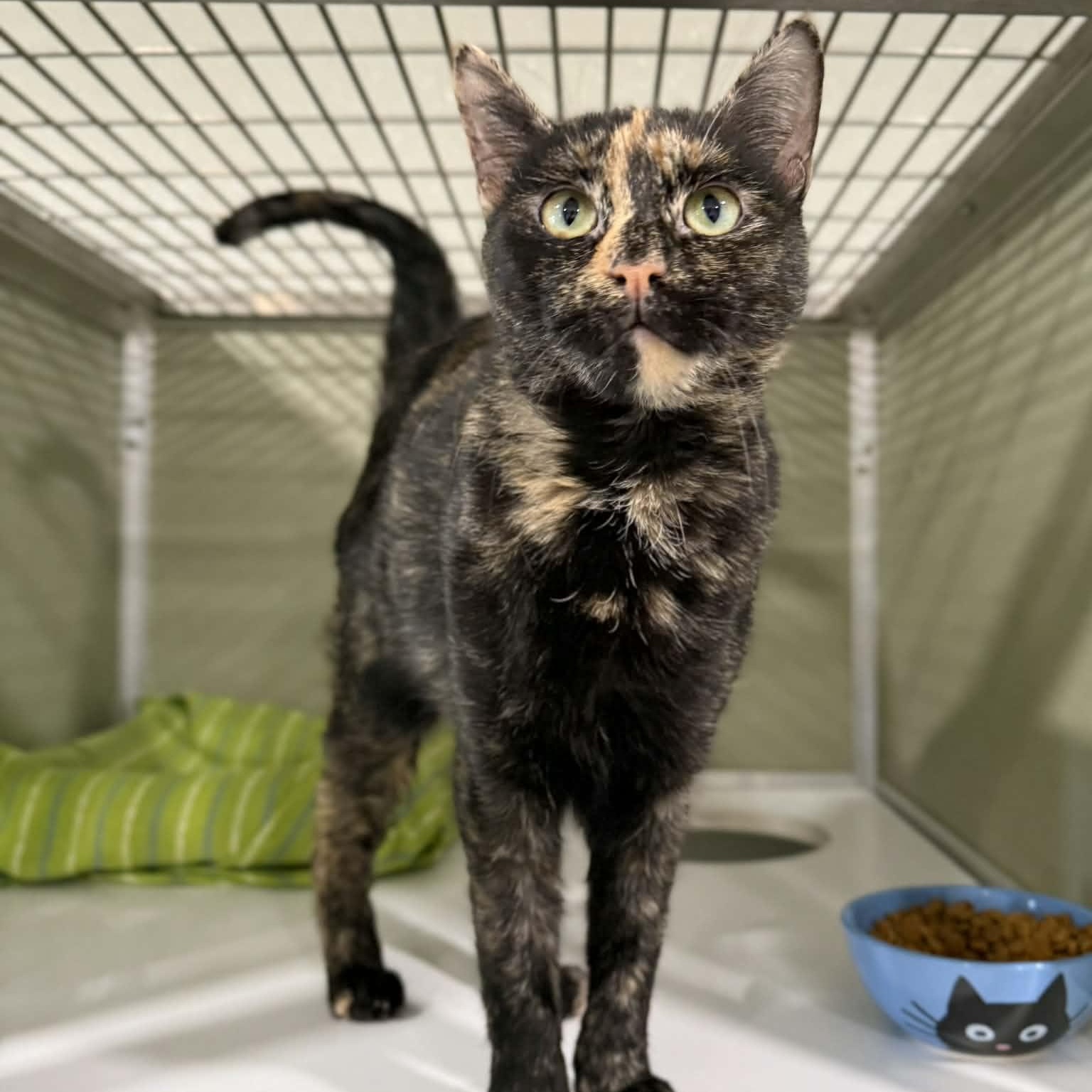 Enlarge Mosaic, an adopted mixed breed in Penn Yan, NY image 2/6