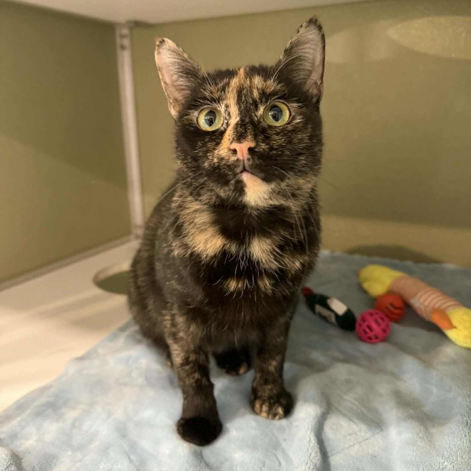 Enlarge Mosaic, an adopted mixed breed in Penn Yan, NY image 3/6