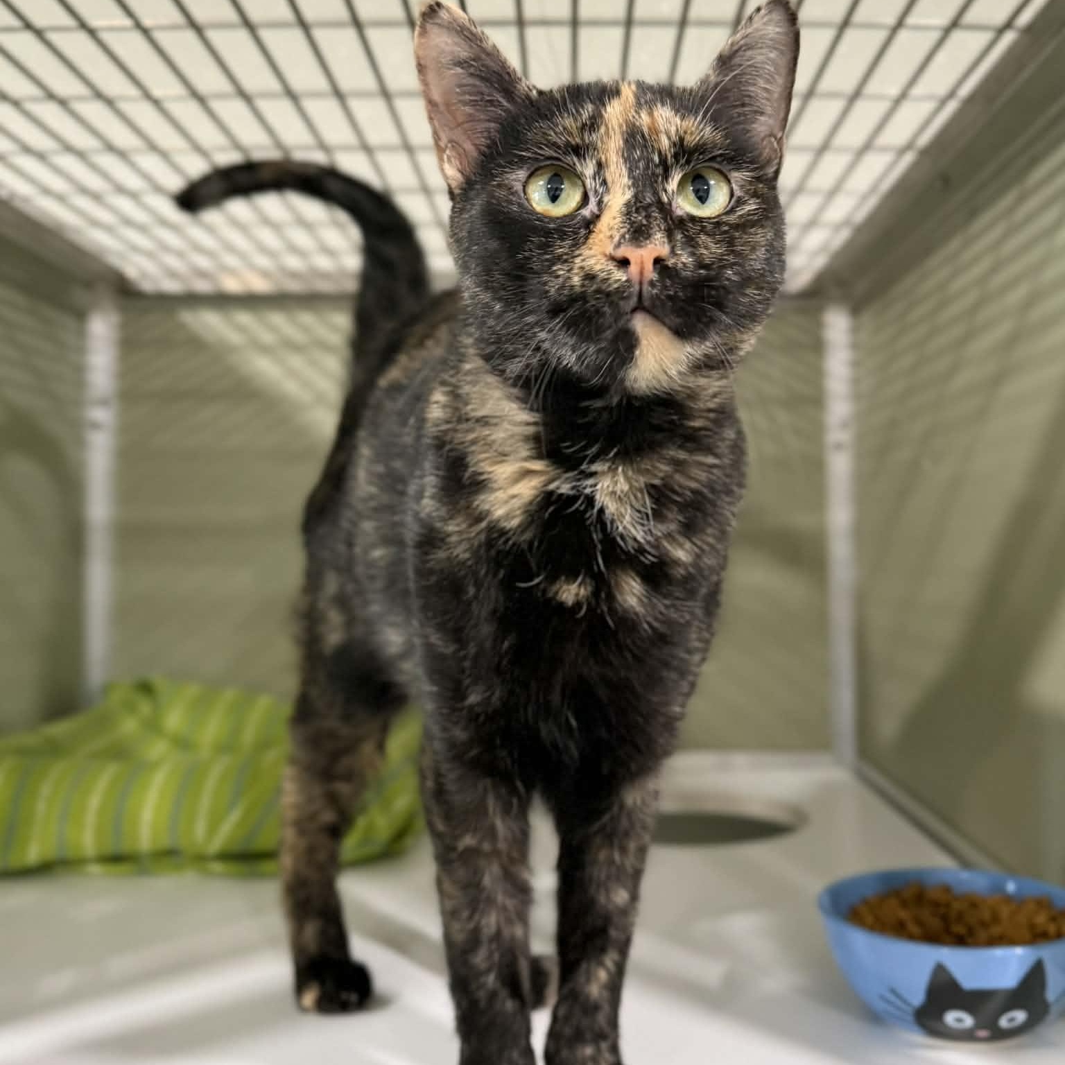 Enlarge Mosaic, an adopted mixed breed in Penn Yan, NY image 5/6