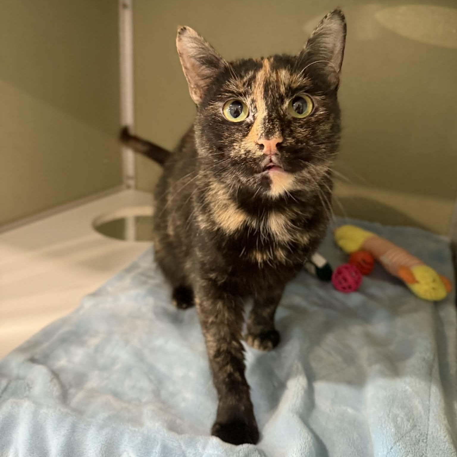 Enlarge Mosaic, an adopted mixed breed in Penn Yan, NY image 4/6