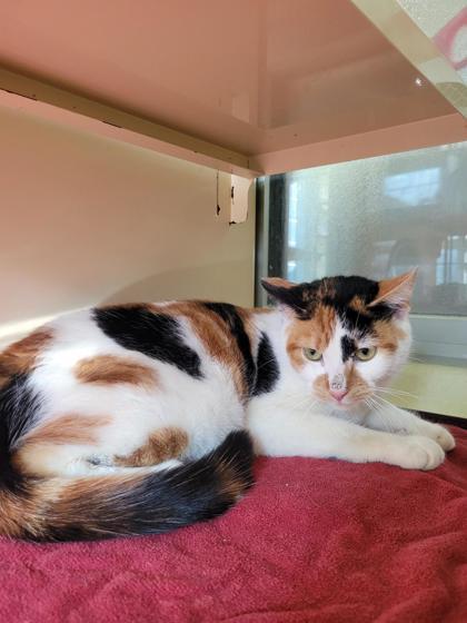 Enlarge Catalina, a Adoptable mixed breed in Chesapeake, VA image 1/1