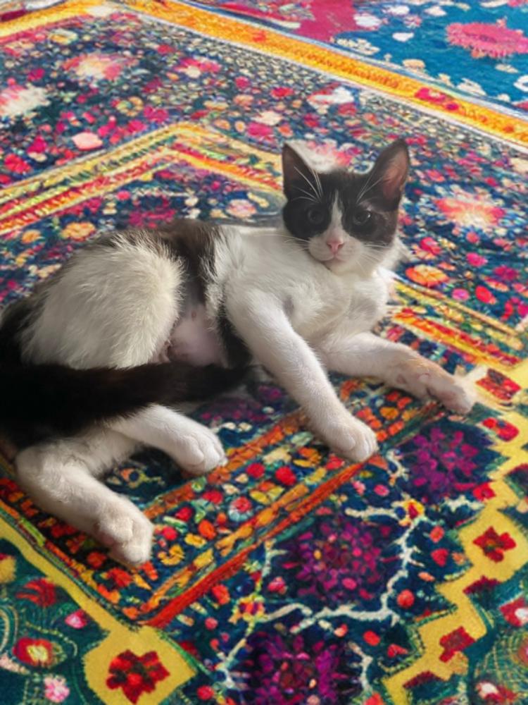 Miko, Adoptable, Kitten Female Domestic Short Hair.