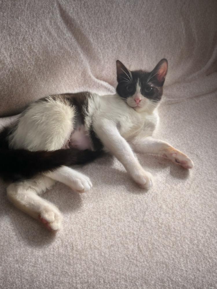 Enlarge Miko, a Adoptable Domestic Short Hair in Hudson, NH image 2/2