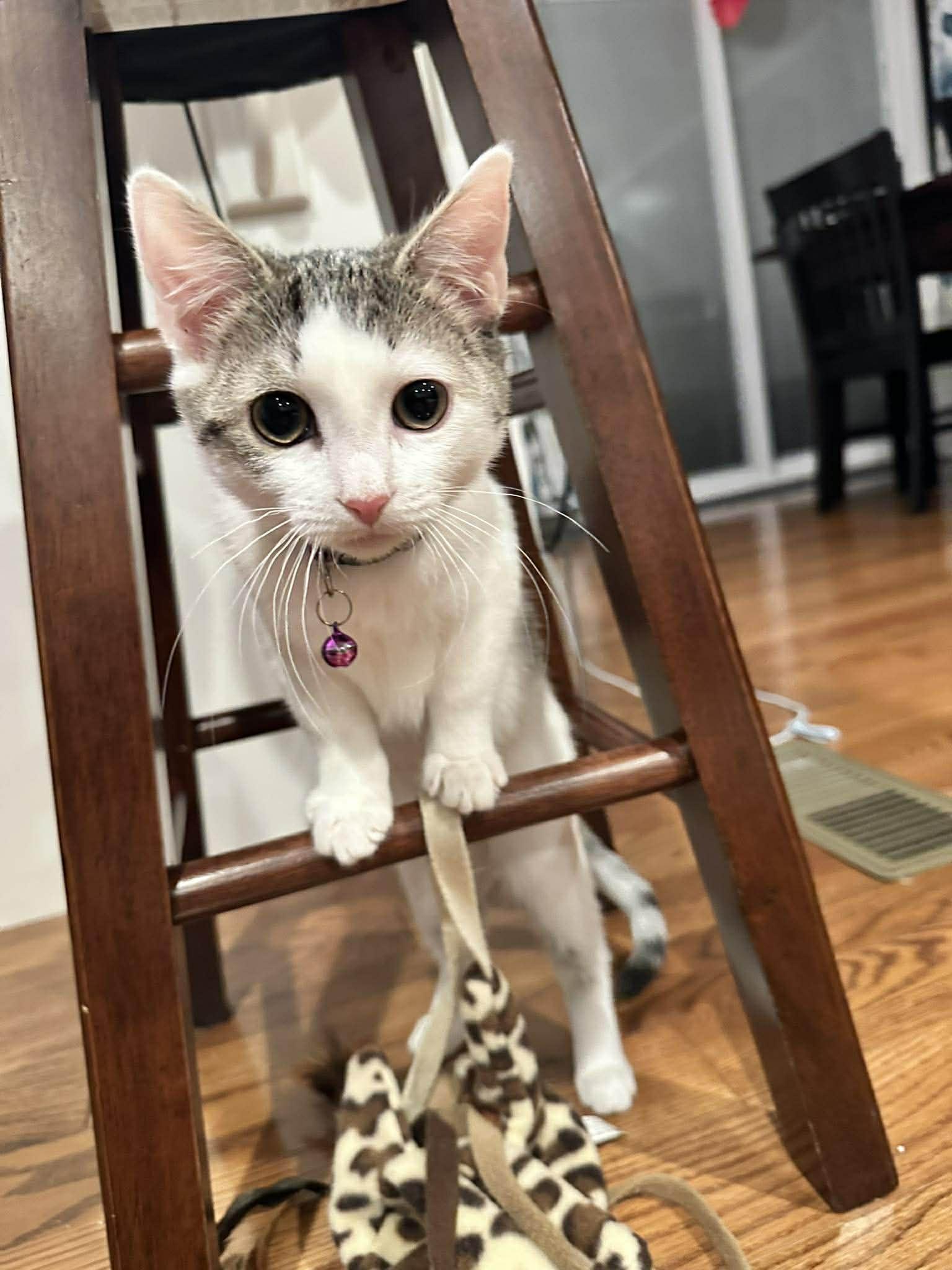 Enlarge Ginny, a ADOPTABLE Domestic Short Hair in Penfield, NY image 4/4