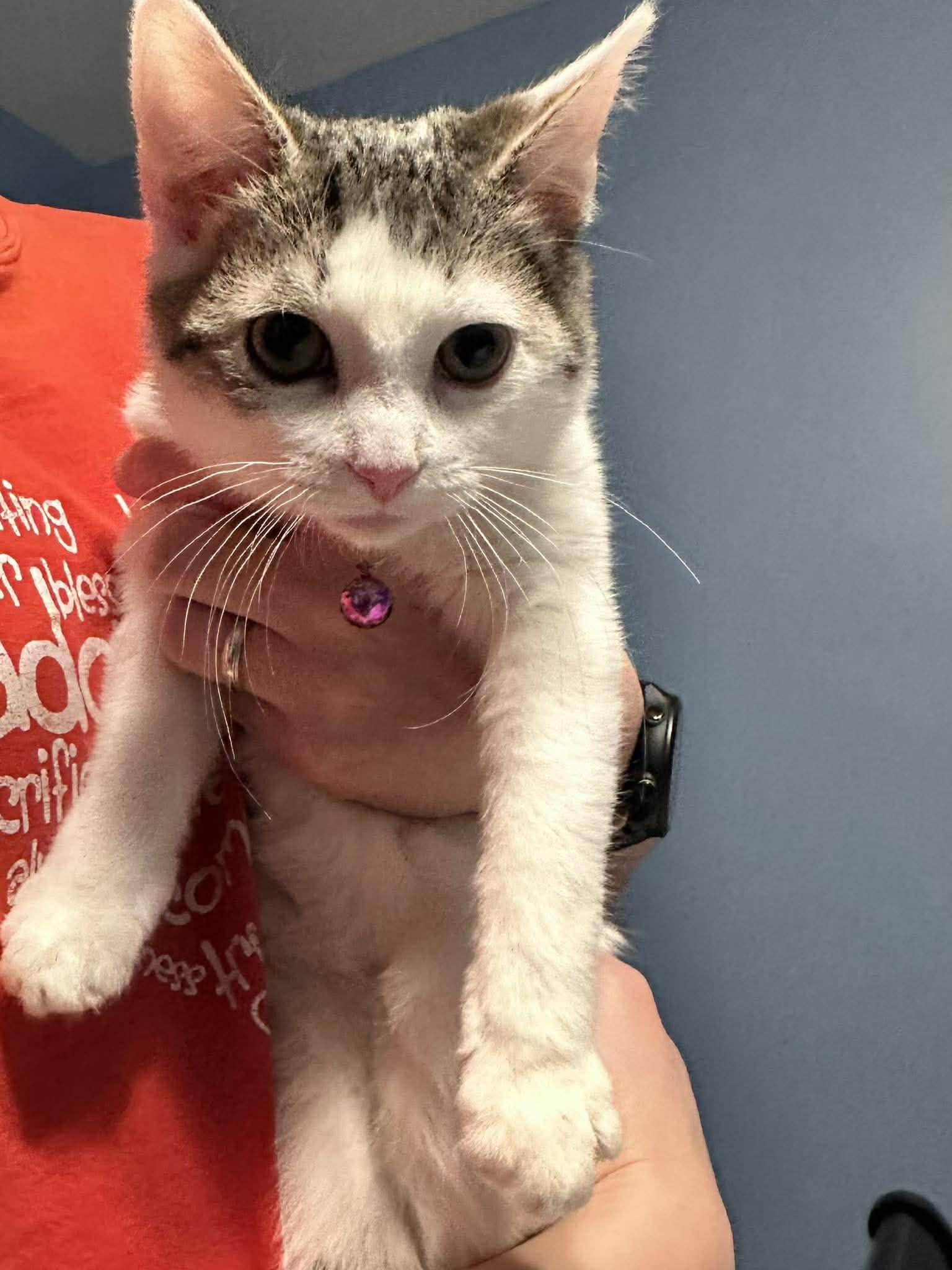 Enlarge Ginny, a ADOPTABLE Domestic Short Hair in Penfield, NY image 2/4