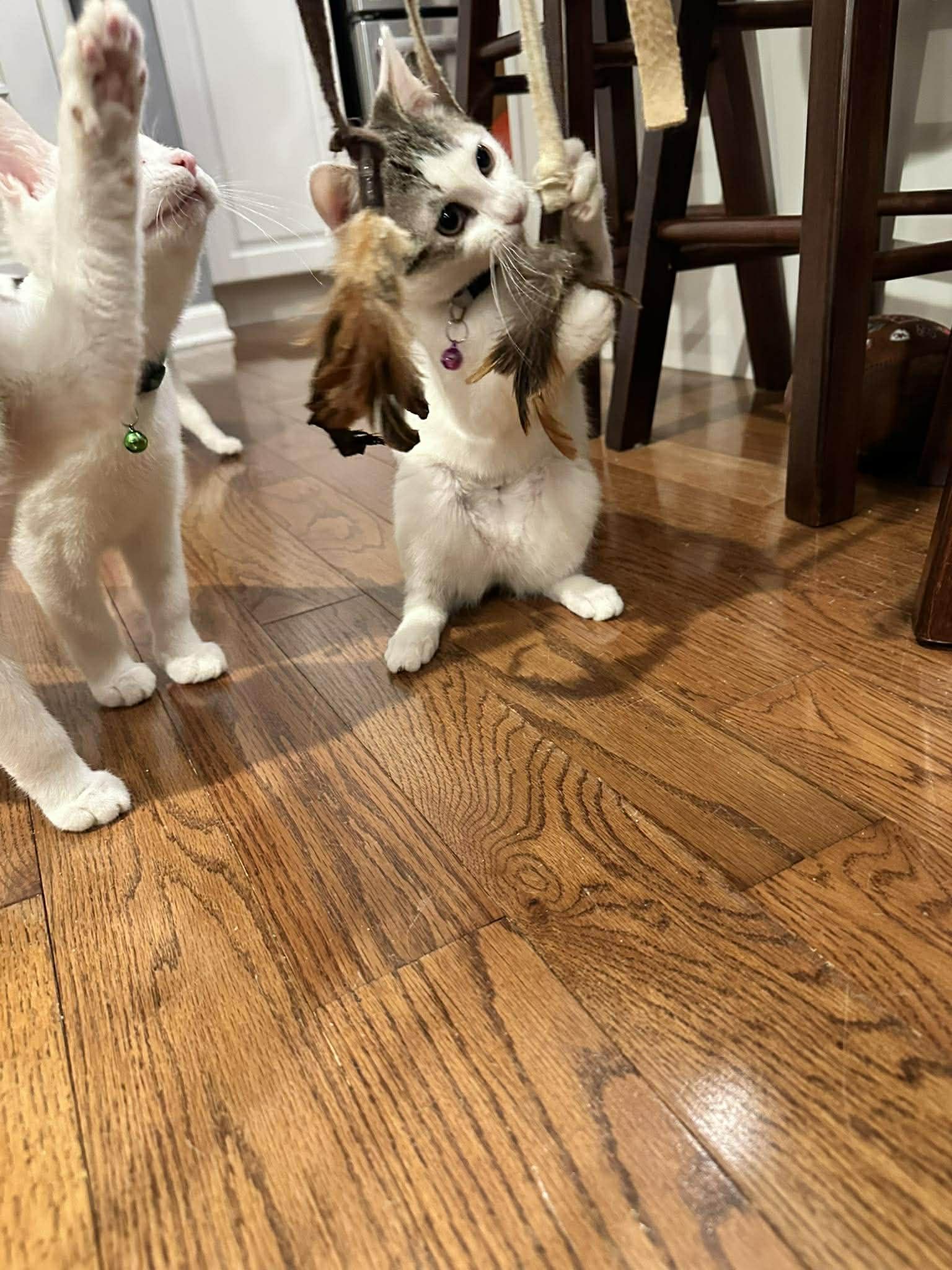 Enlarge Ginny, a ADOPTABLE Domestic Short Hair in Penfield, NY image 3/4