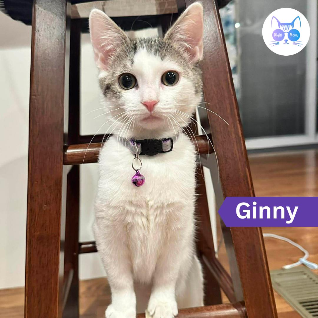 Ginny, ADOPTABLE, Kitten Female Domestic Short Hair.