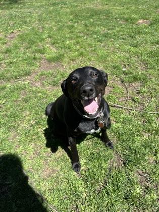 Ellie, Adoptable, Adult Female Mixed Breed & Mixed Breed.