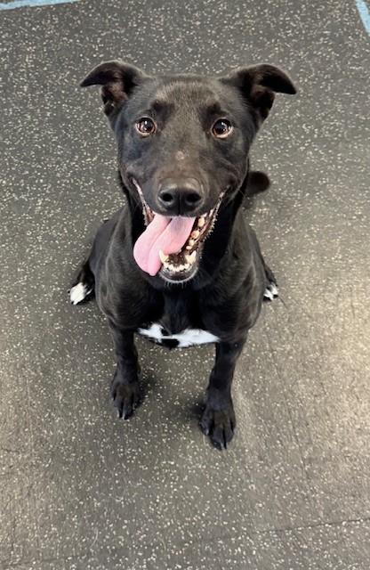 Enlarge Ellie, a Adoptable mixed breed in Scotia, NY image 2/3