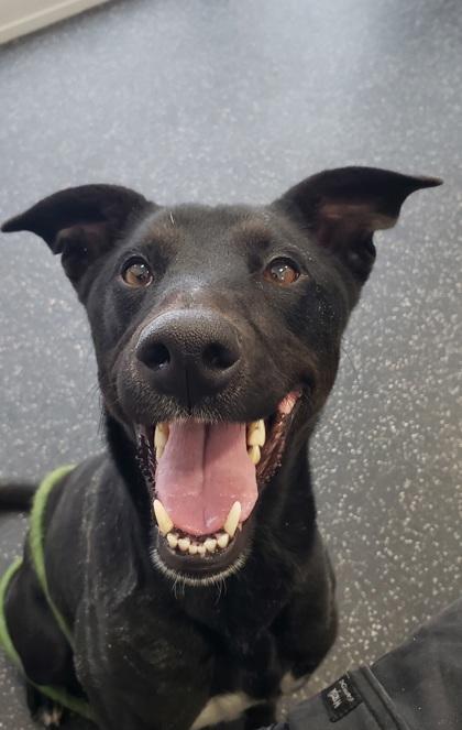 Enlarge Ellie, a Adoptable mixed breed in Scotia, NY image 3/3