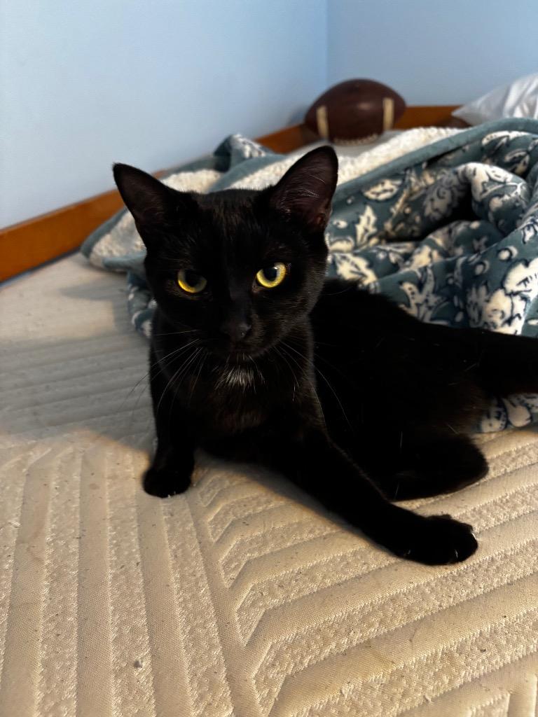 Enlarge Cookie, a Adoptable mixed breed in Erwin, TN image 1/2