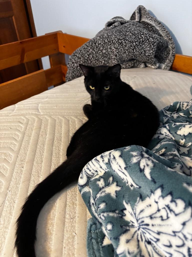 Enlarge Cookie, a Adoptable mixed breed in Erwin, TN image 2/2