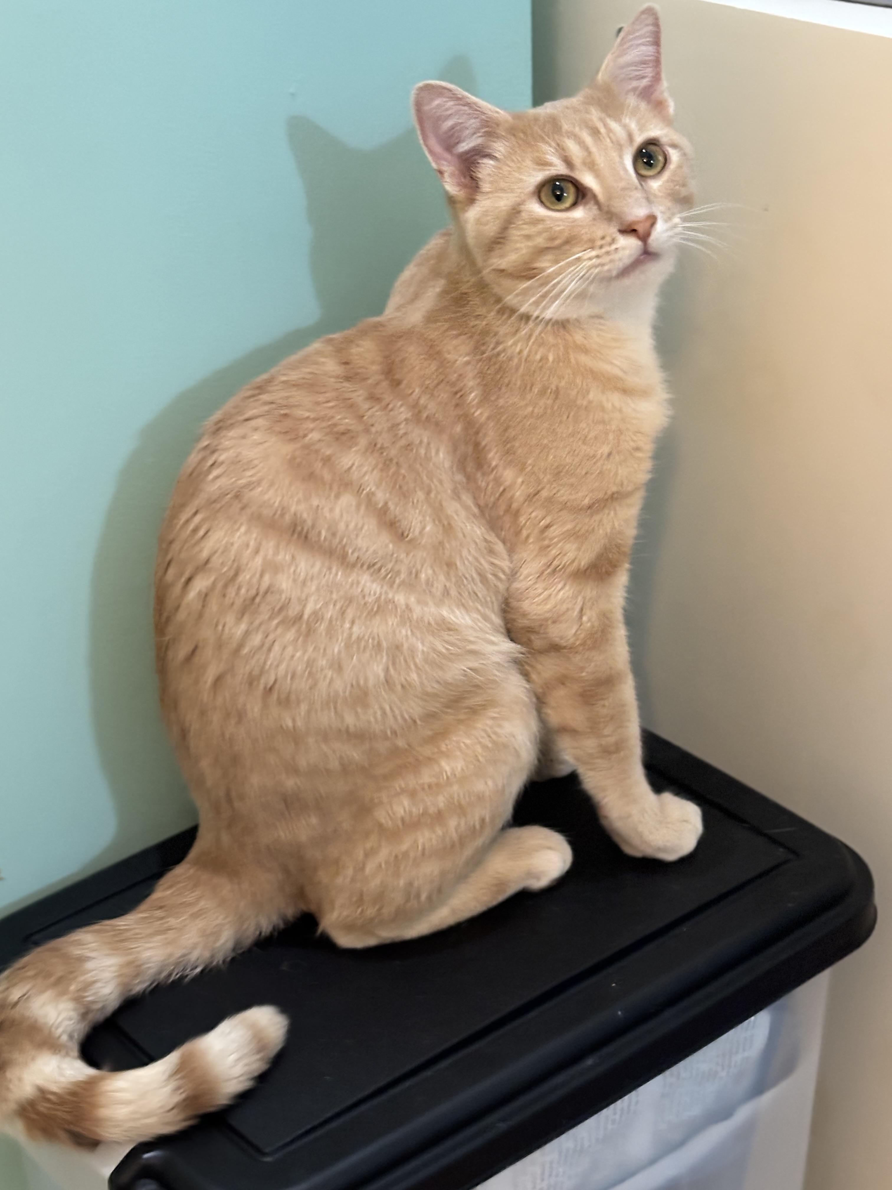 Enlarge HERBIE - THE PURRING PLAY-MACHINE, a Adoptable Domestic Short Hair in Plano, TX image 2/6