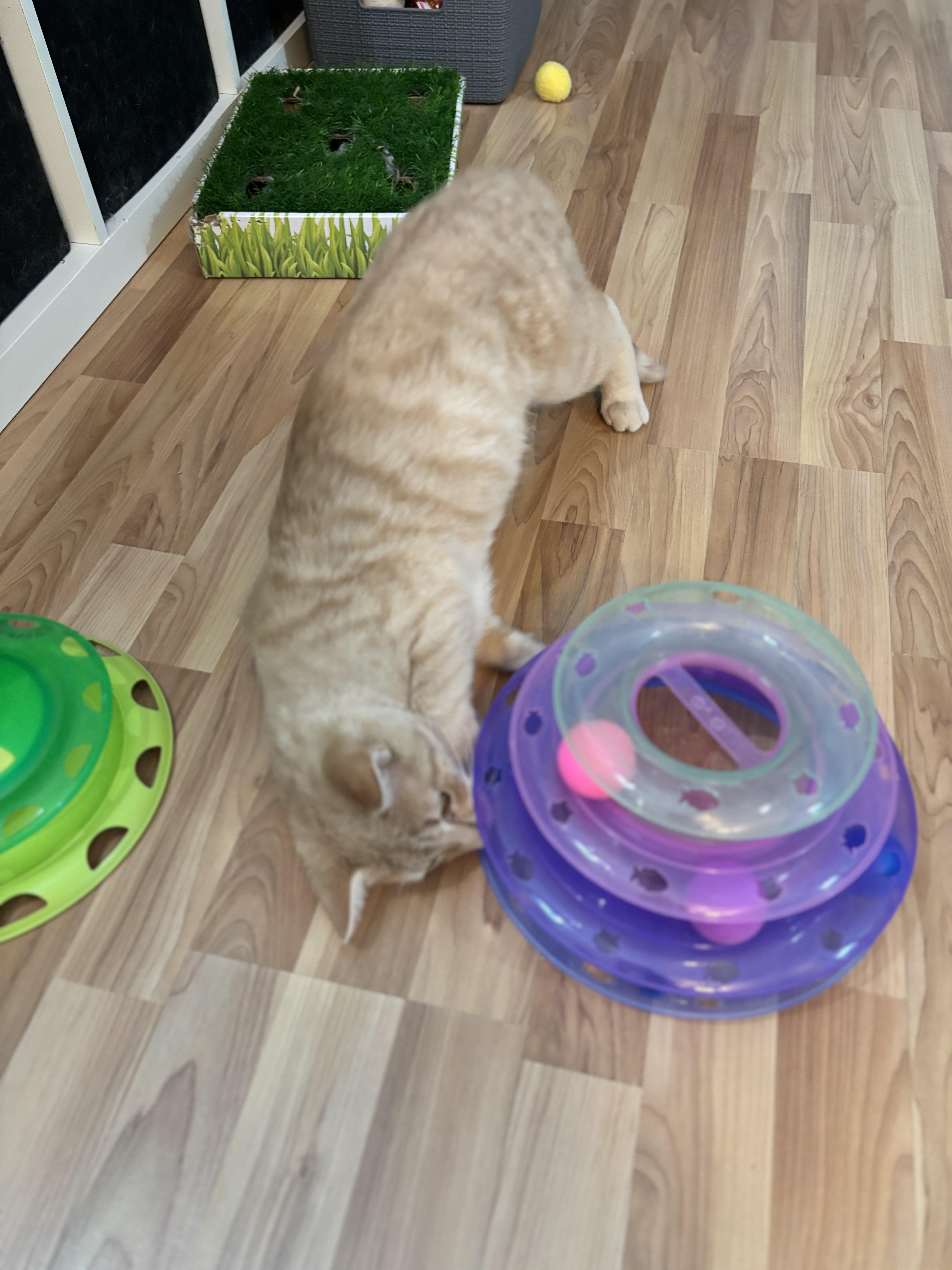 Enlarge HERBIE - THE PURRING PLAY-MACHINE, a Adoptable Domestic Short Hair in Plano, TX image 6/6
