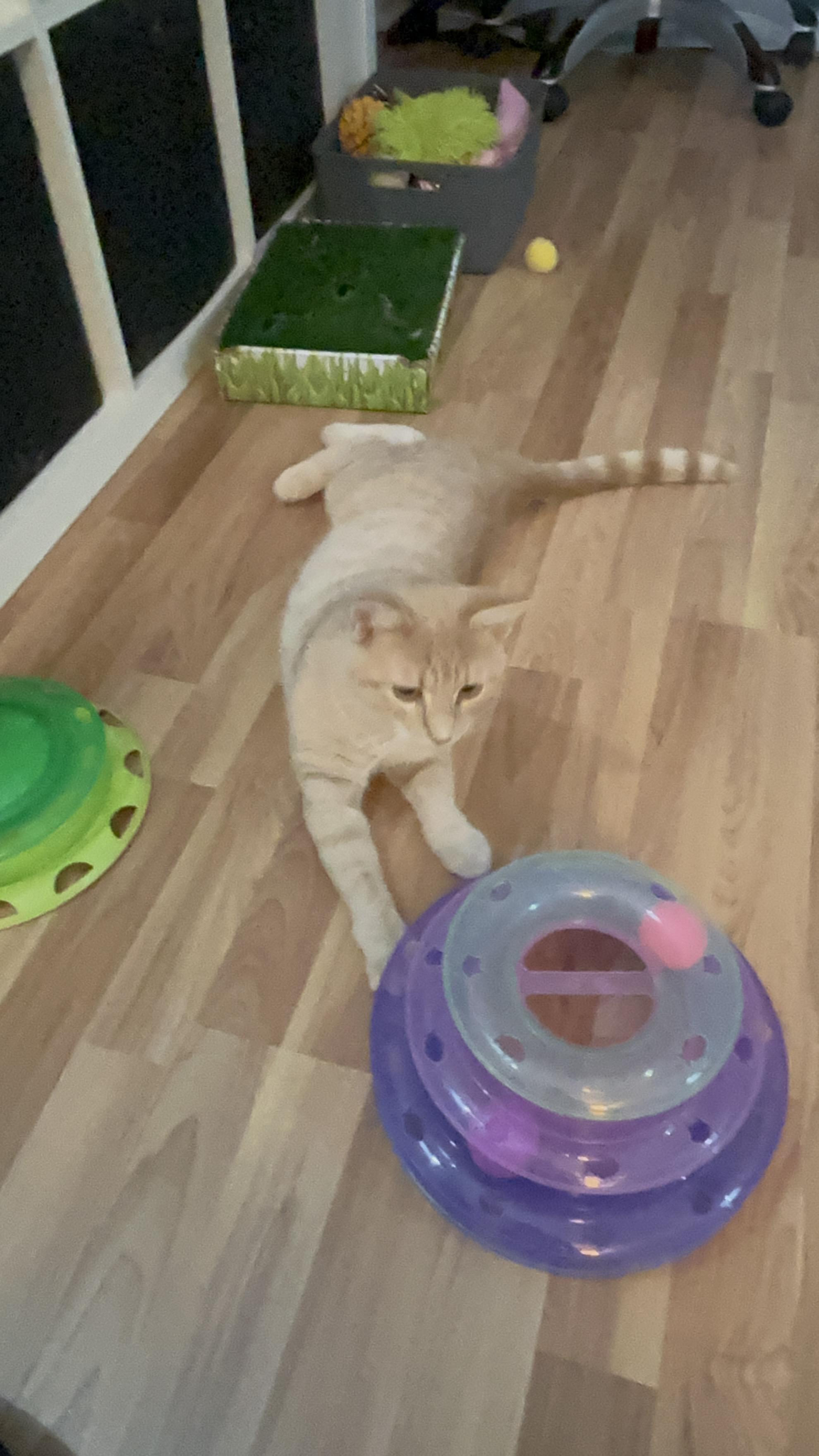 Enlarge HERBIE - THE PURRING PLAY-MACHINE, a Adoptable Domestic Short Hair in Plano, TX image 5/6
