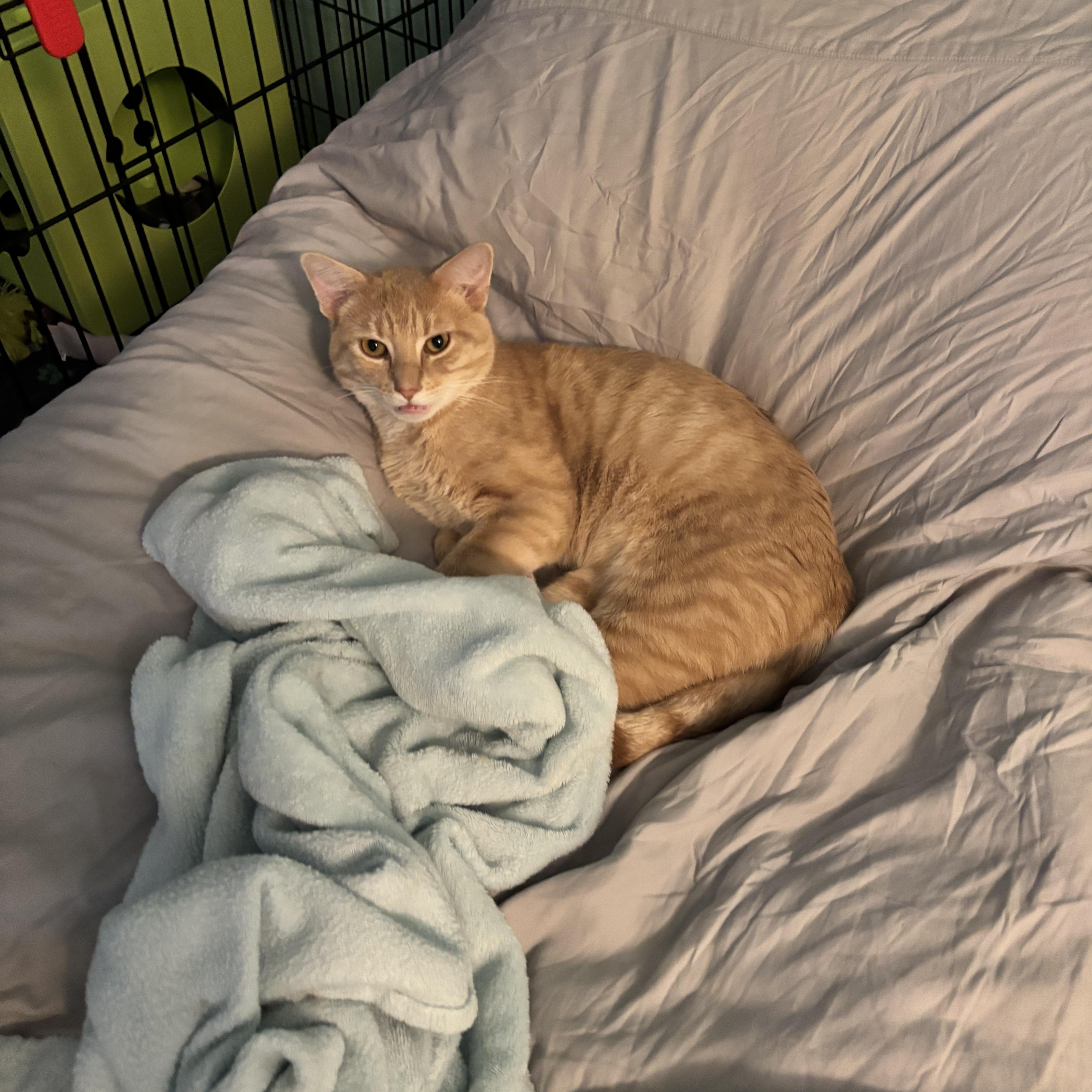 Enlarge HERBIE - THE PURRING PLAY-MACHINE, a Adoptable Domestic Short Hair in Plano, TX image 4/6