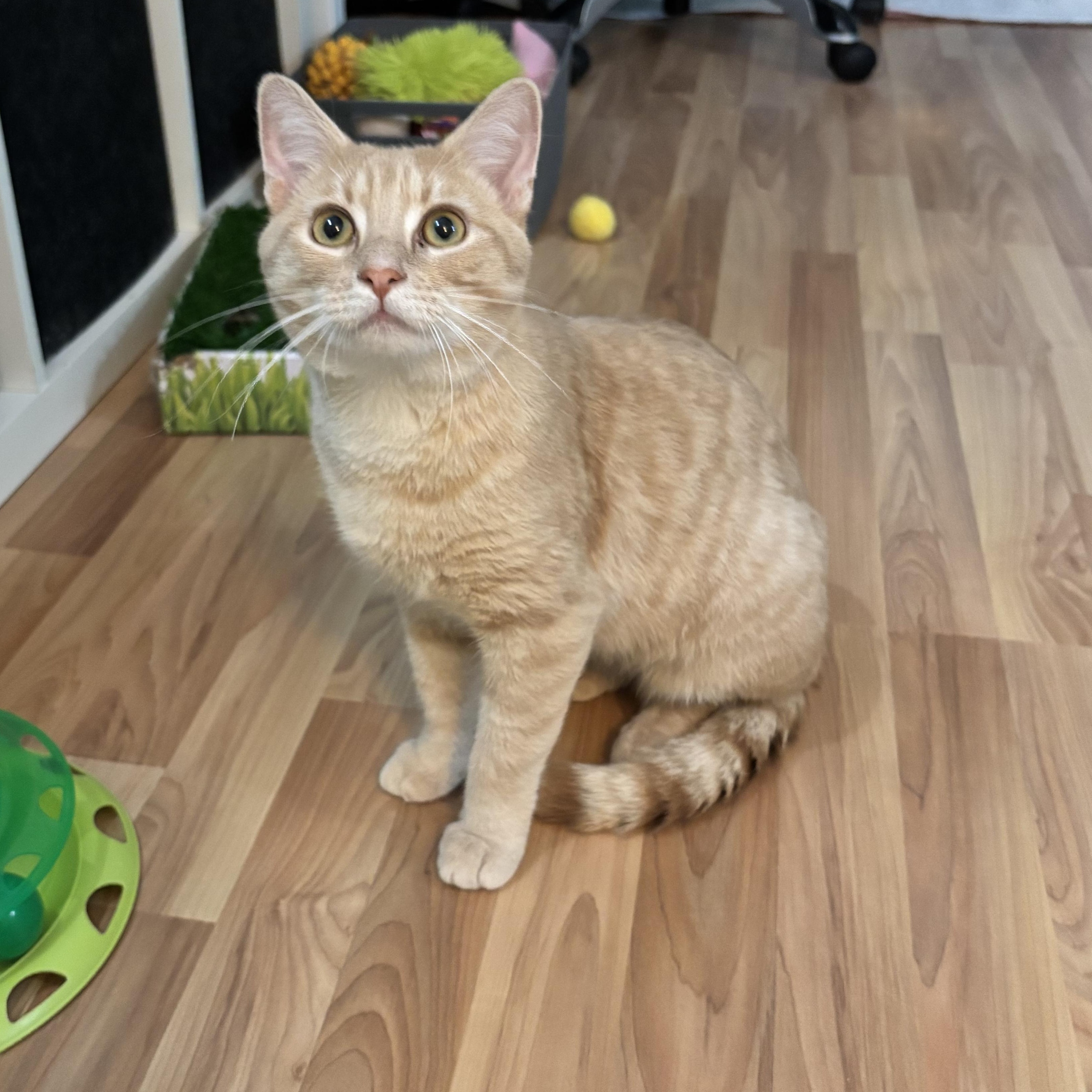 HERBIE - THE PURRING PLAY-MACHINE, Adoptable, Young Male Domestic Short Hair.