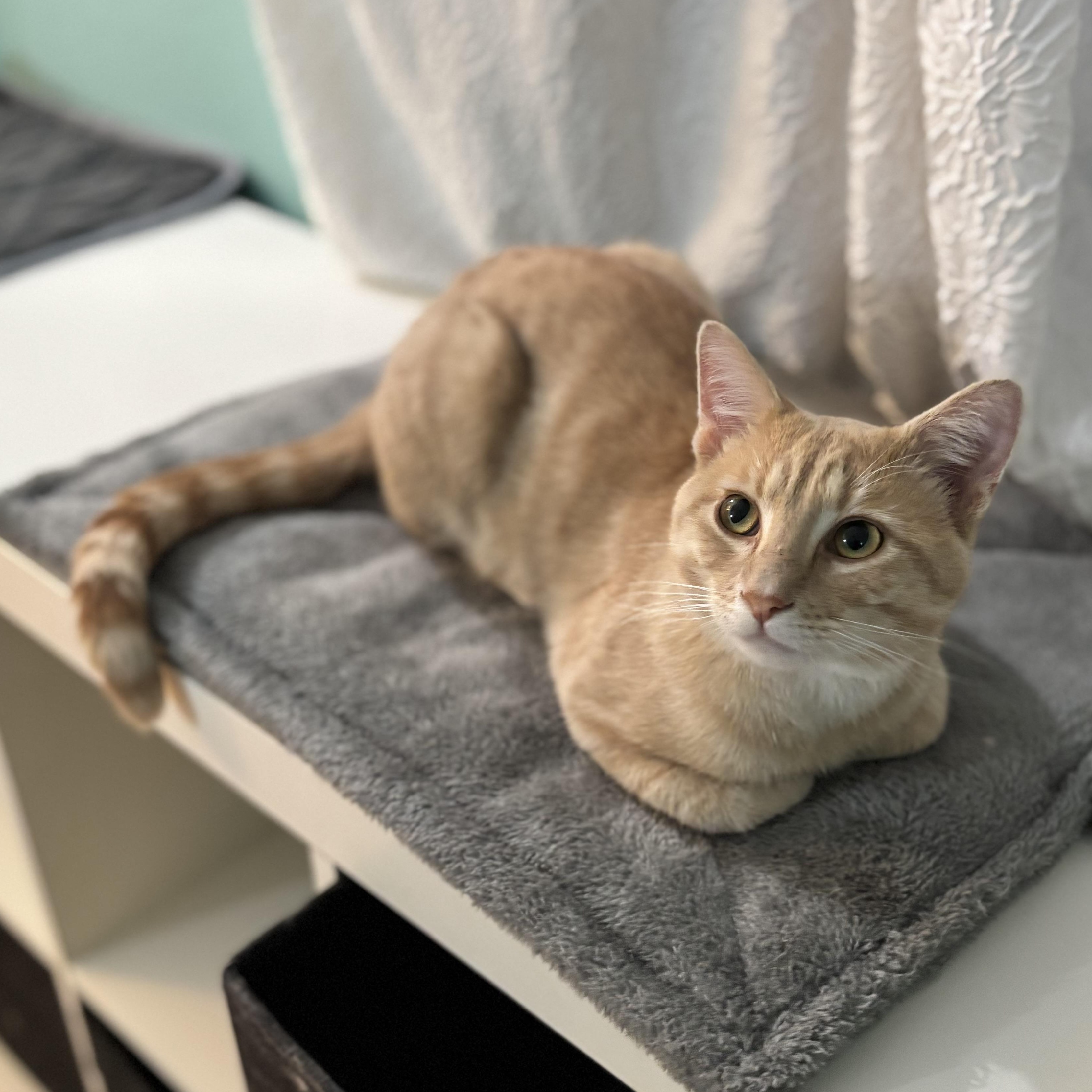 Enlarge HERBIE - THE PURRING PLAY-MACHINE, a Adoptable Domestic Short Hair in Plano, TX image 3/6