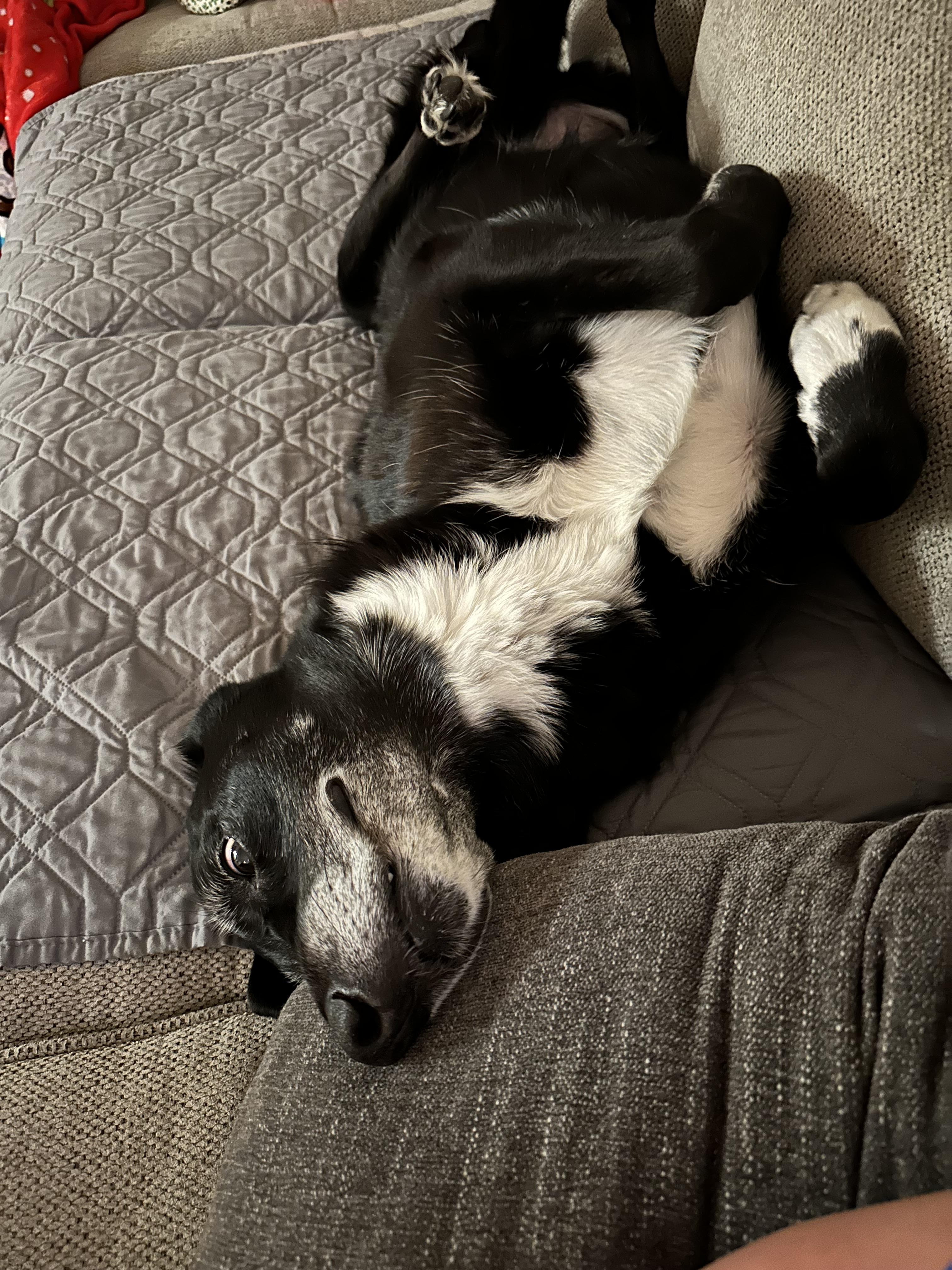 Enlarge Ellie, a Adoptable mixed breed in Mcloud, OK image 2/5
