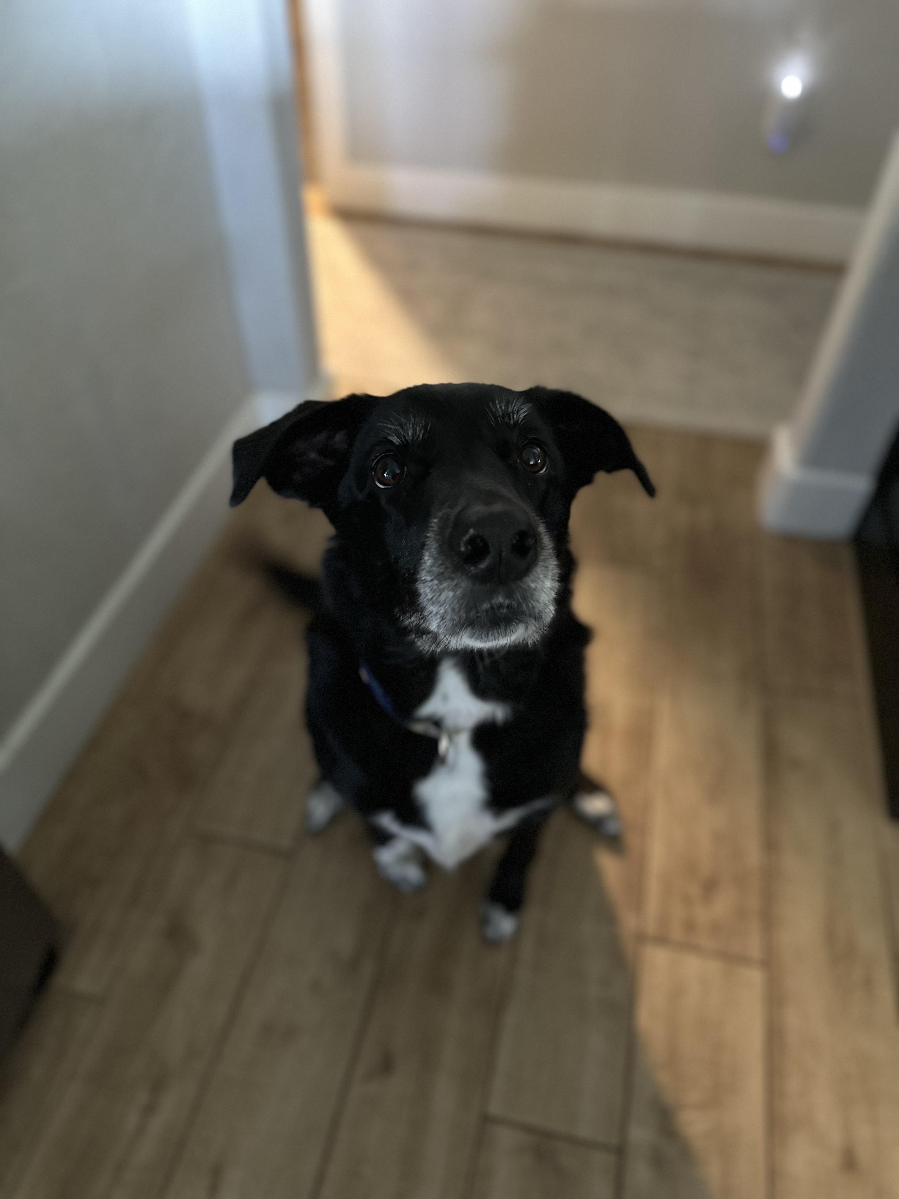 Enlarge Ellie, a Adoptable mixed breed in Mcloud, OK image 1/5
